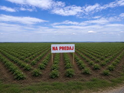 NA PREDAJ: Investičná orná pôda v k. ú. Trnava – výmera 5,6 ha